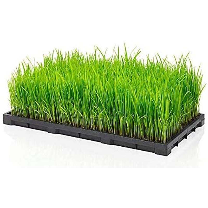 Made in India Plastic Paddy Seedling Tray for Agriculture Farming